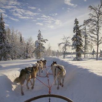 Balade en chiens de traineau Saint-Lary